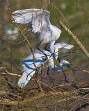 Breeding Egrets_45552